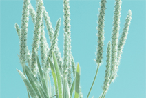 手机攻击器APP下载